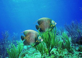 環(huán)境影響評(píng)價(jià)、排污許可證、應(yīng)急預(yù)案